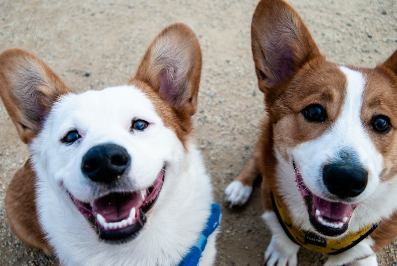 Vet surgery team