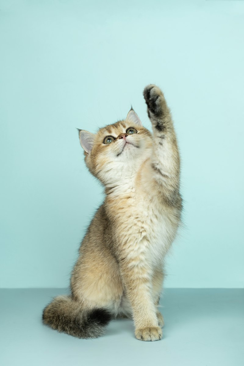 Kitten nutrition