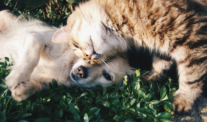 Dog and owner hugging vet