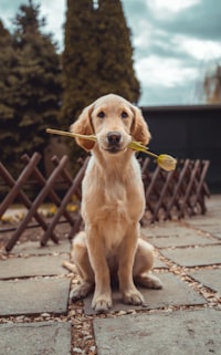 Happy dog with owner