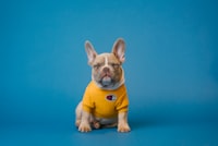 Puppy patient