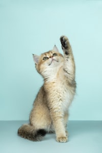 Kitten checkup