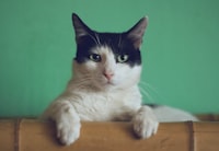 Cat at vet clinic